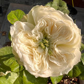 Whitby abbey Rose